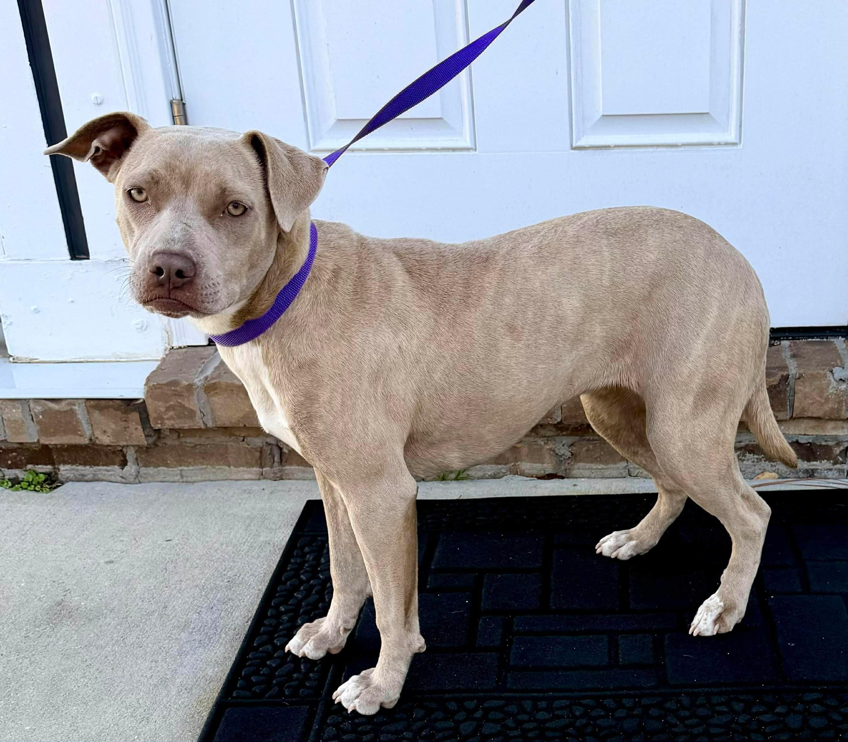 Enlarge Robin, a Adoptable mixed breed in Lansing, MI image 3/5