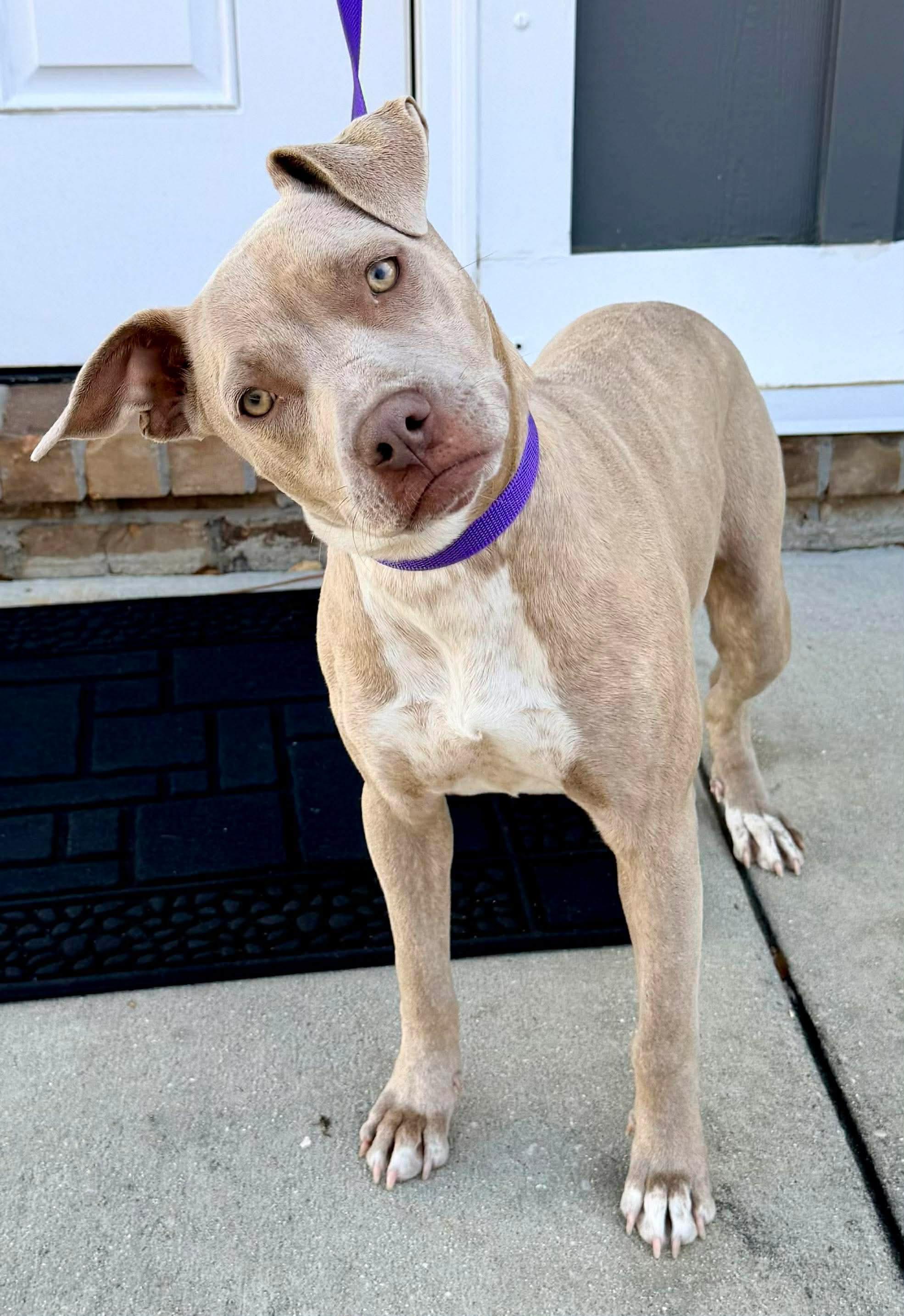 Enlarge Robin, a Adoptable mixed breed in Lansing, MI image 1/5