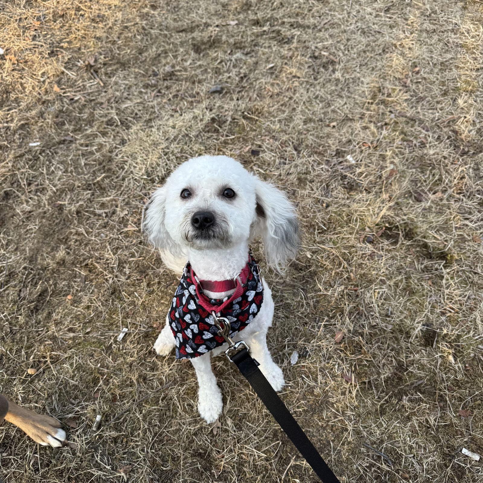 Enlarge Sullivan (Sully), a Adopted Poodle in Berlin, NJ image 1/1