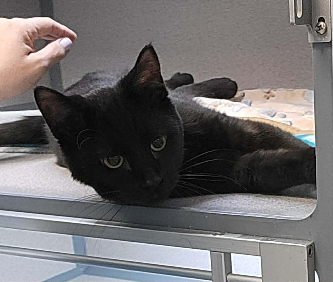 Mist, adopted, Young Male Domestic Short Hair.