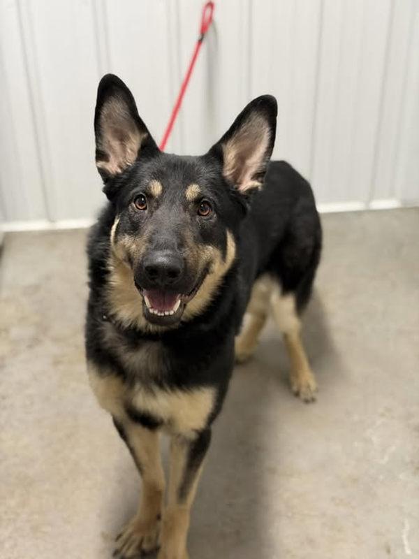 Mars, Adoptable, Young Male German Shepherd Dog.