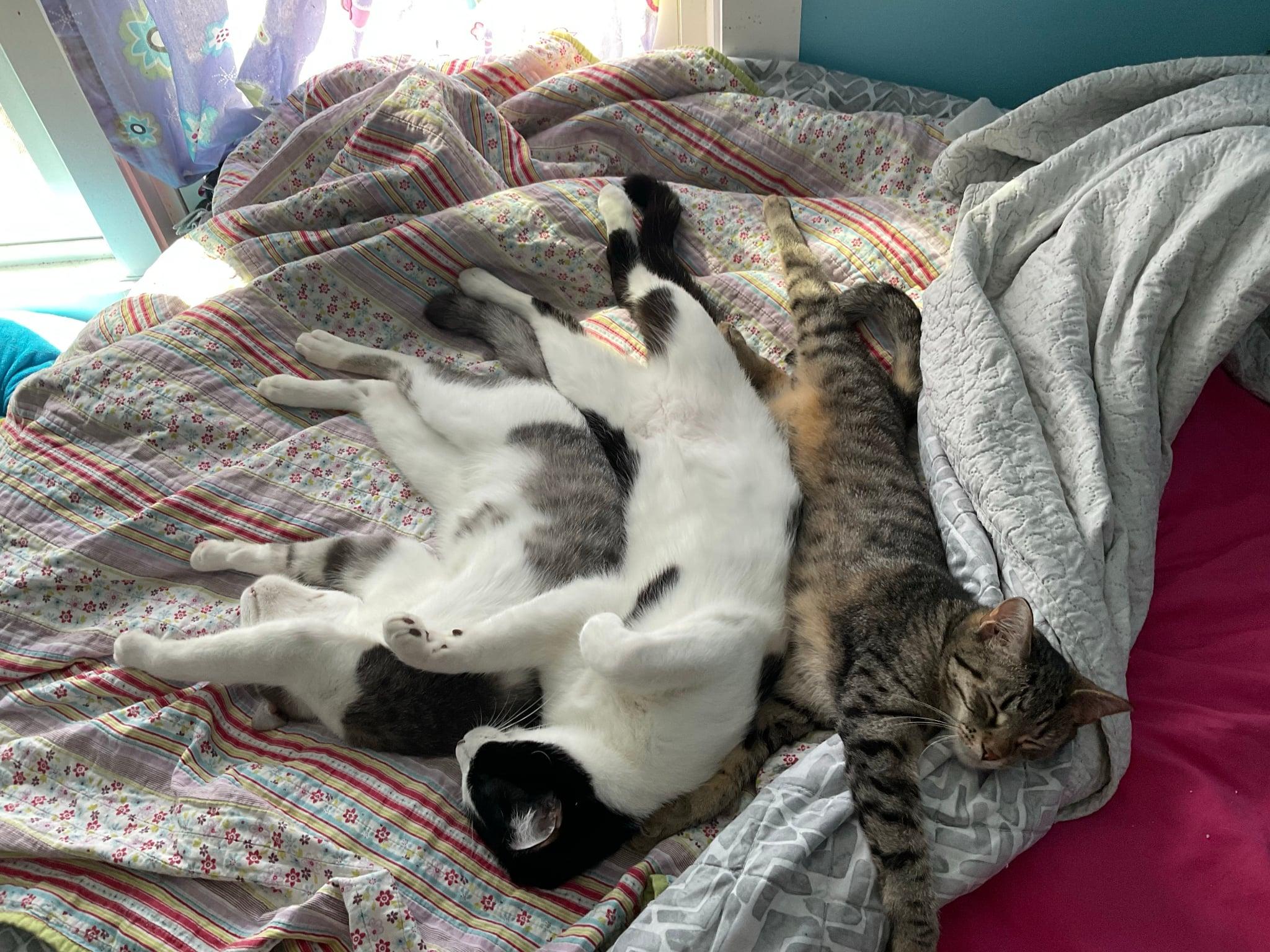 Enlarge SharWinkin, SharNod, & SharSleepy- BONDED TRIO, a Adopted Domestic Short Hair in Woodstock, CT image 1/4