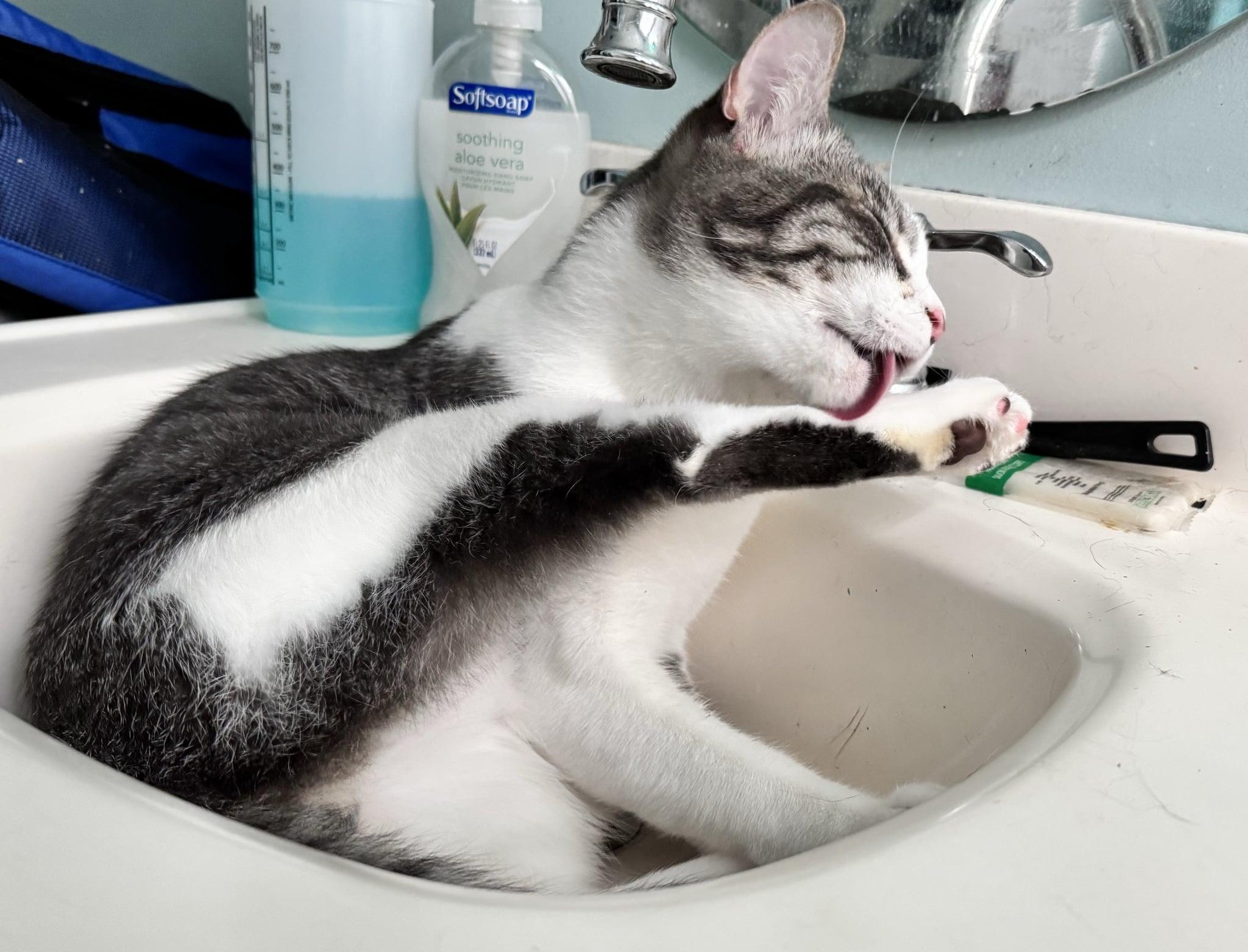 Enlarge SharWinkin, SharNod, & SharSleepy- BONDED TRIO, a Adopted Domestic Short Hair in Woodstock, CT image 2/4