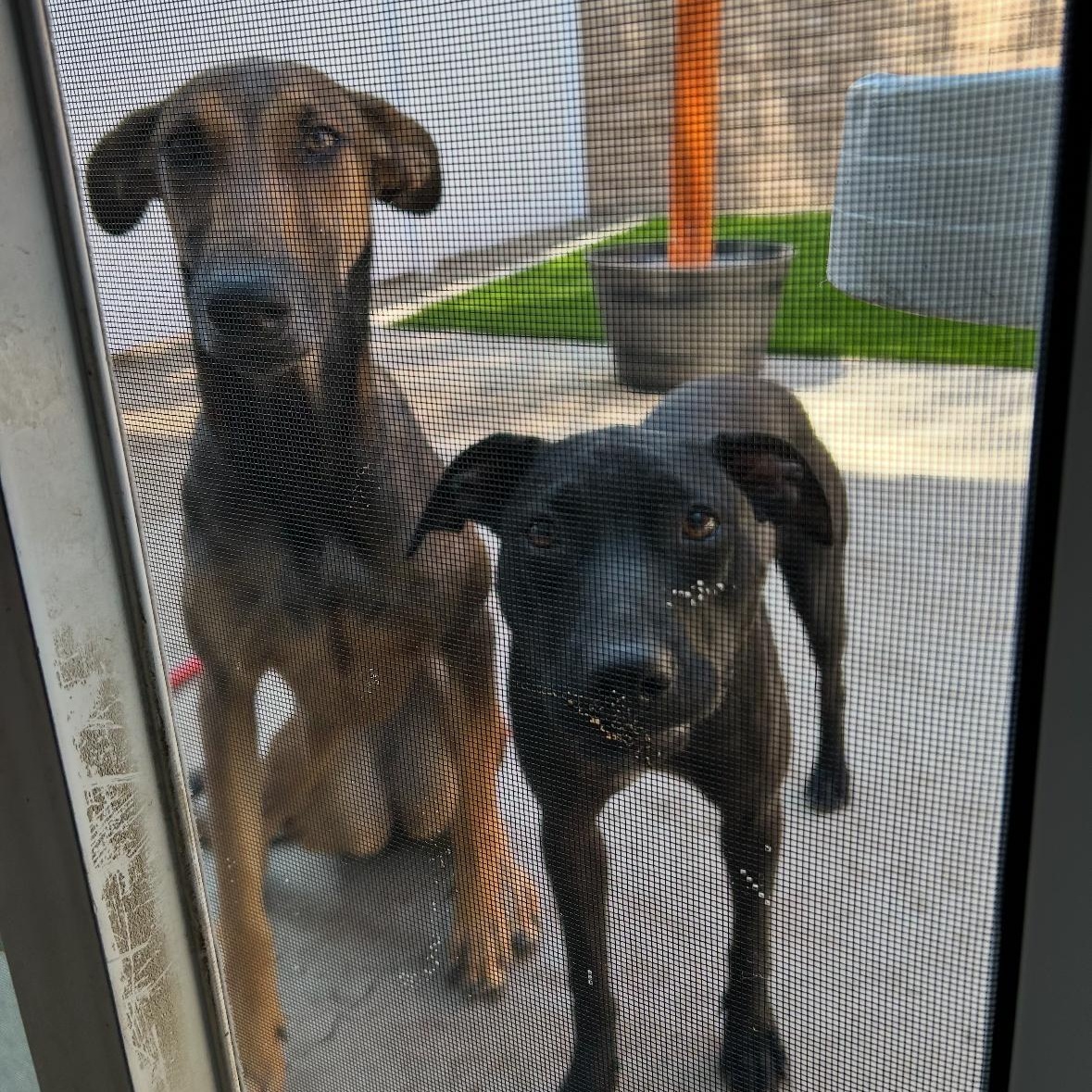 Enlarge Riley!, a Adoptable mixed breed in Seattle, WA image 3/4