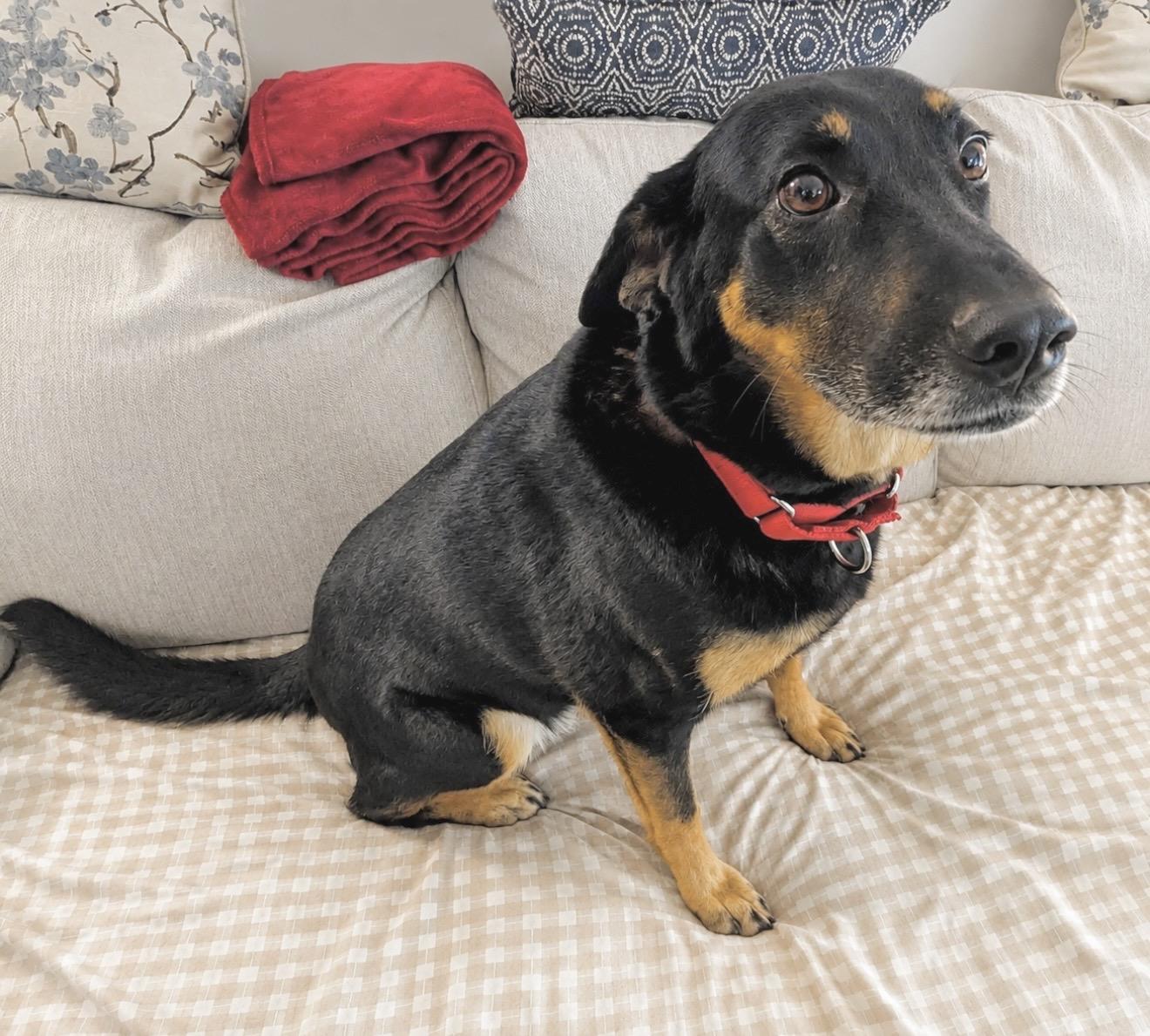 Sophie, a Adoptable mixed breed in Elkton, MD image 2/6