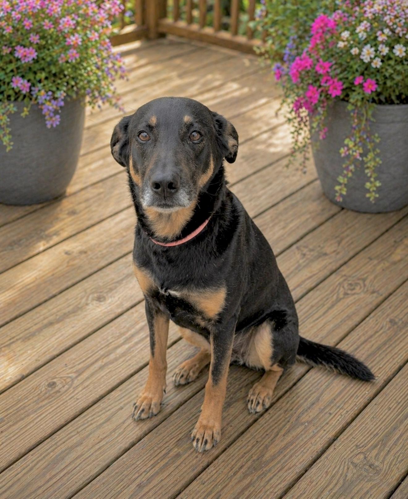 Sophie, a Adoptable mixed breed in Elkton, MD image 3/6