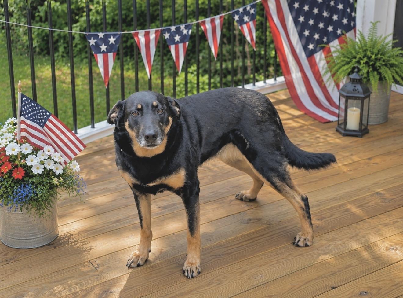 Sophie, a Adoptable mixed breed in Elkton, MD image 5/6