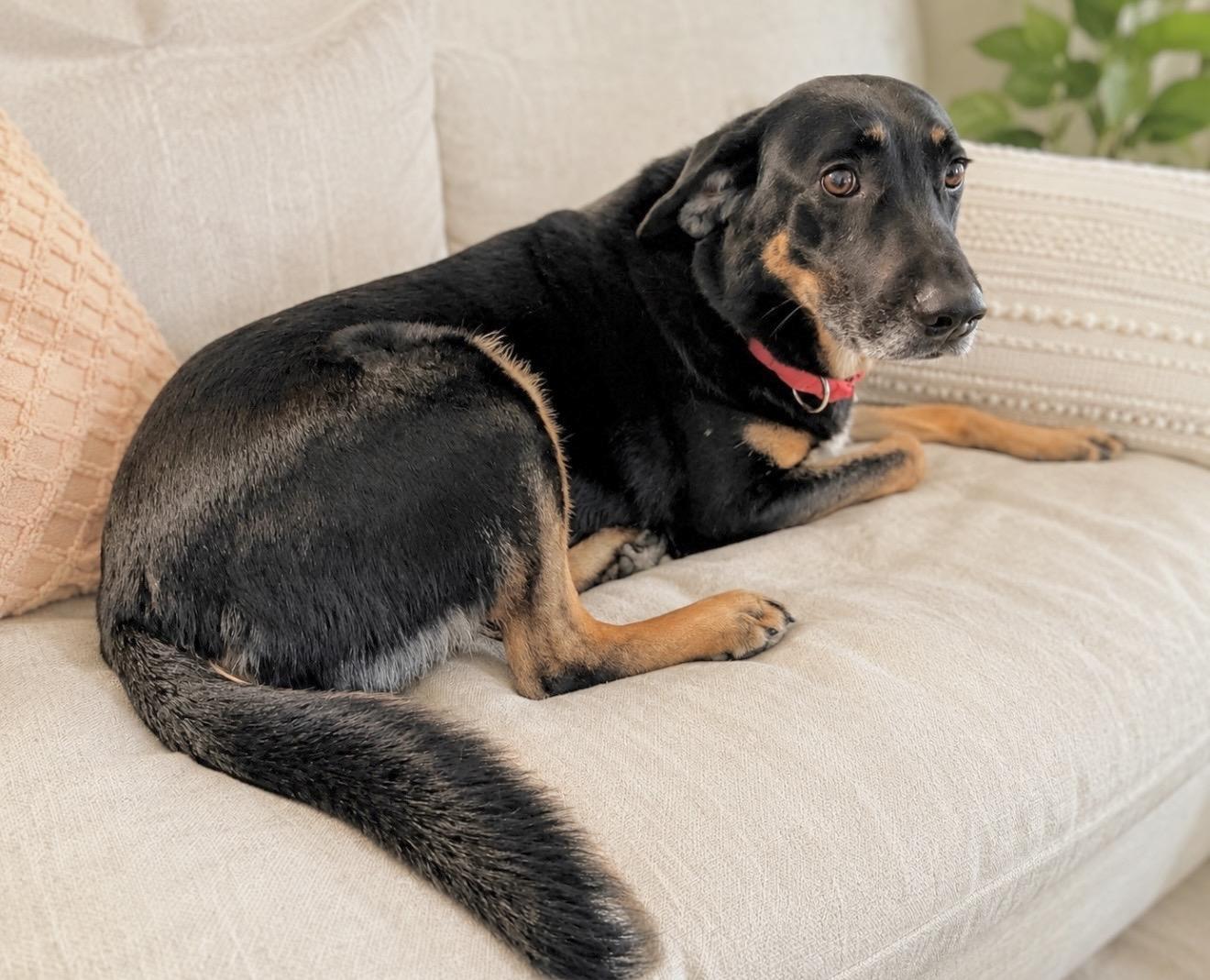 Sophie, a Adoptable mixed breed in Elkton, MD image 1/6