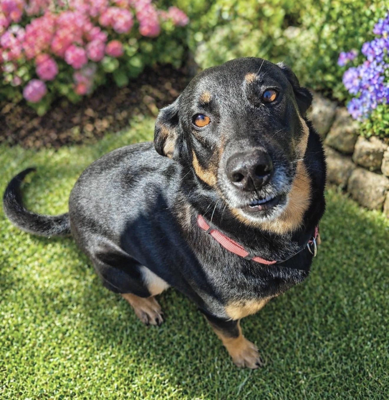 Sophie, a Adoptable mixed breed in Elkton, MD image 6/6