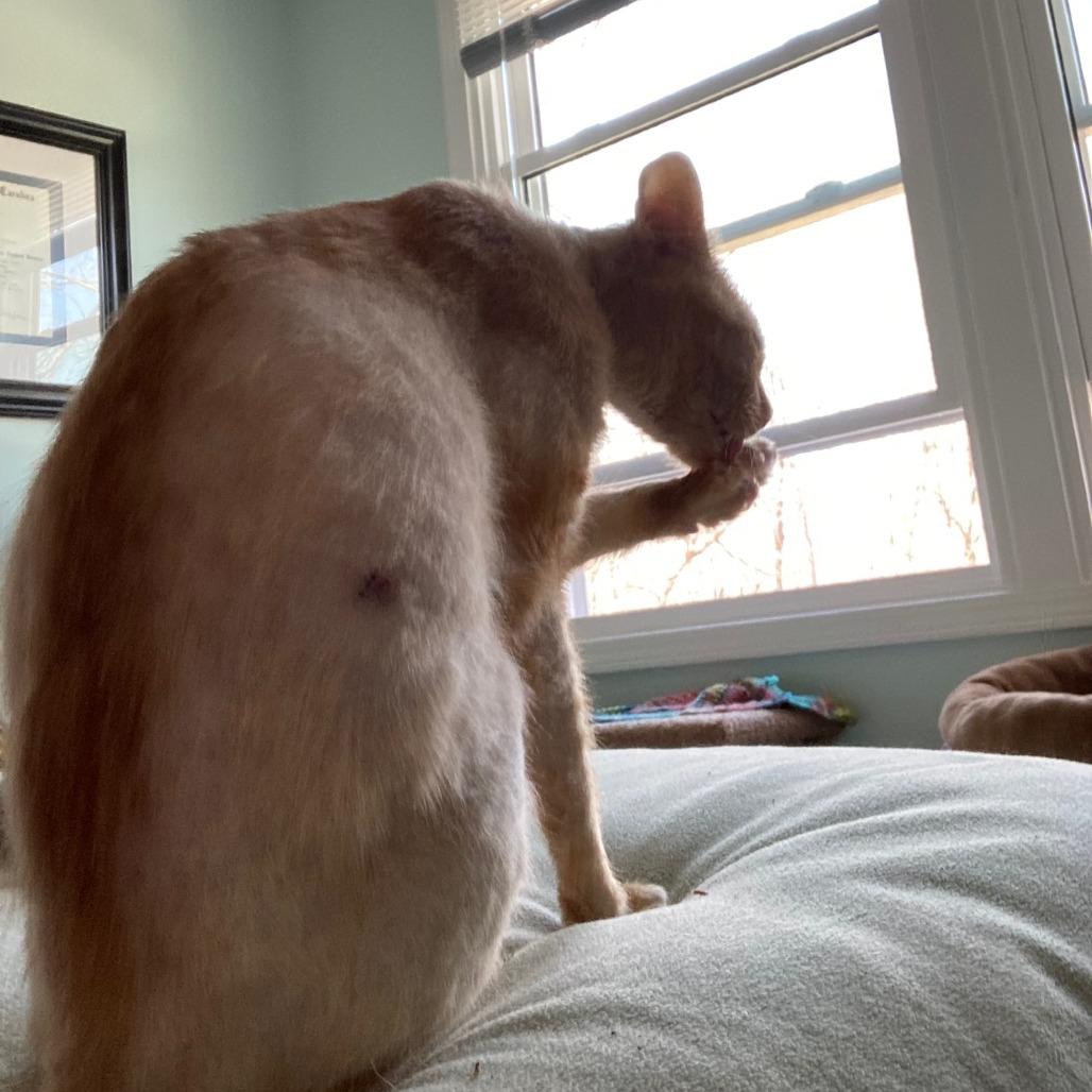 Pringles, Adoptable, Adult Male Domestic Short Hair.