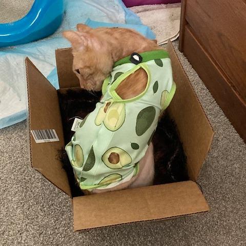 Enlarge Pringles, a Adoptable Domestic Short Hair in Mebane, NC image 2/5