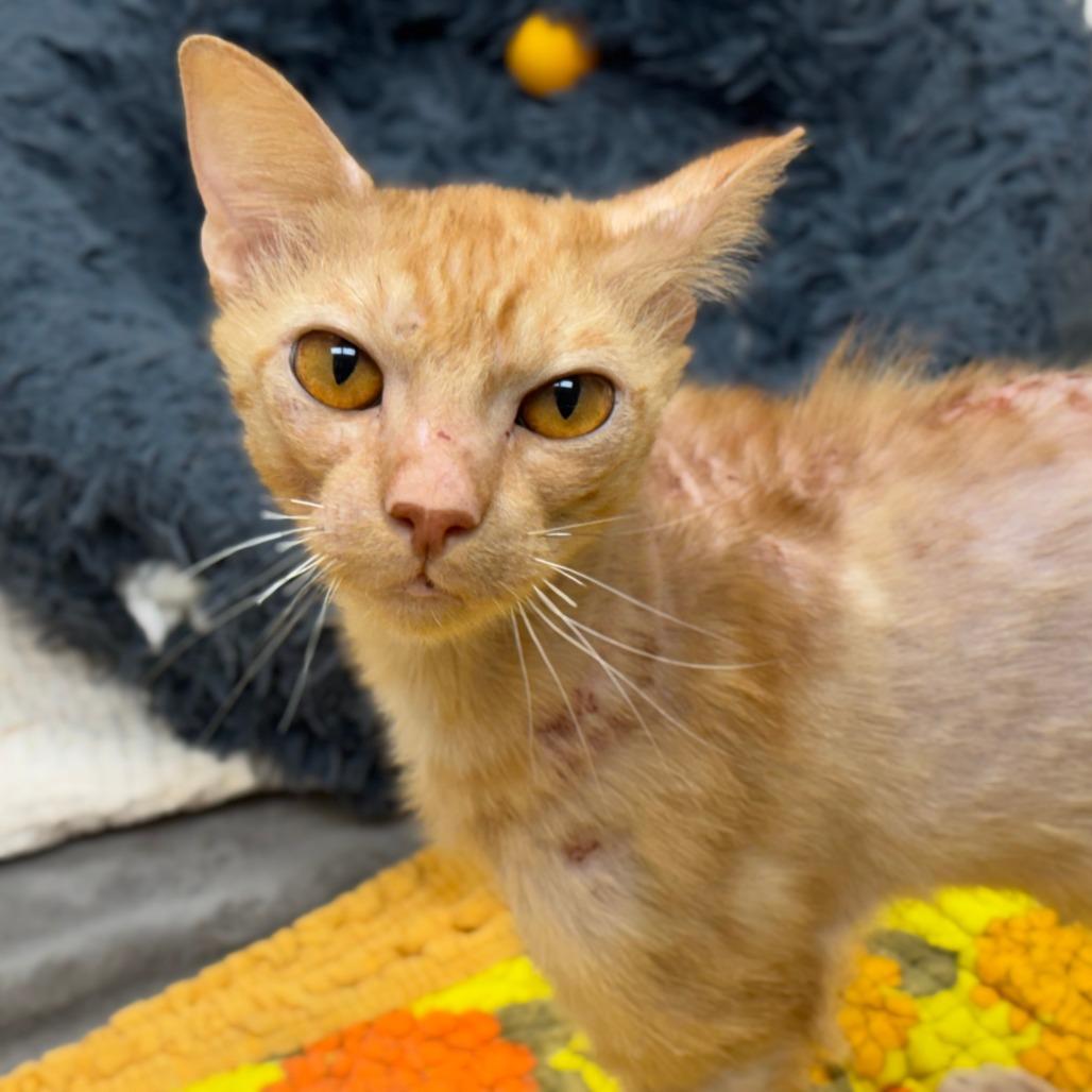 Pringles, Adoptable, Adult Male Domestic Short Hair.