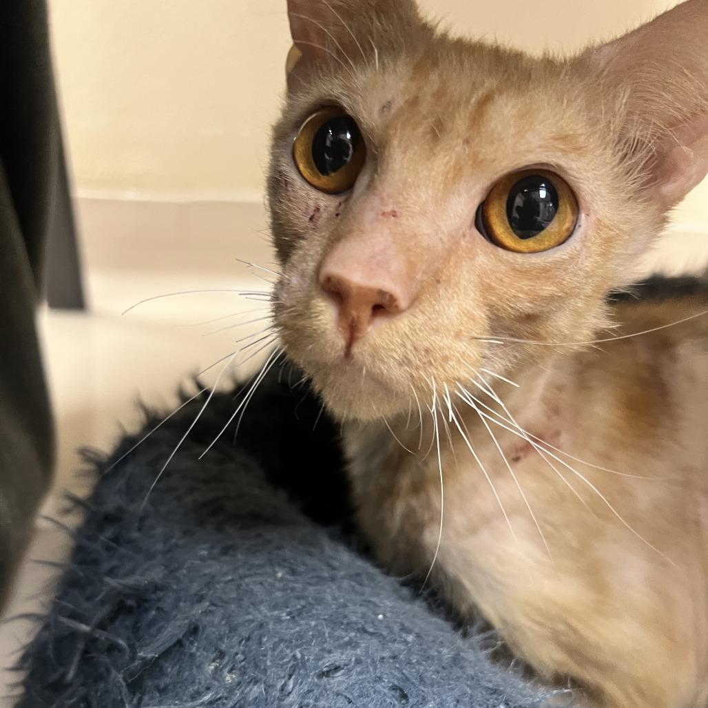 Pringles, Adoptable, Adult Male Domestic Short Hair.