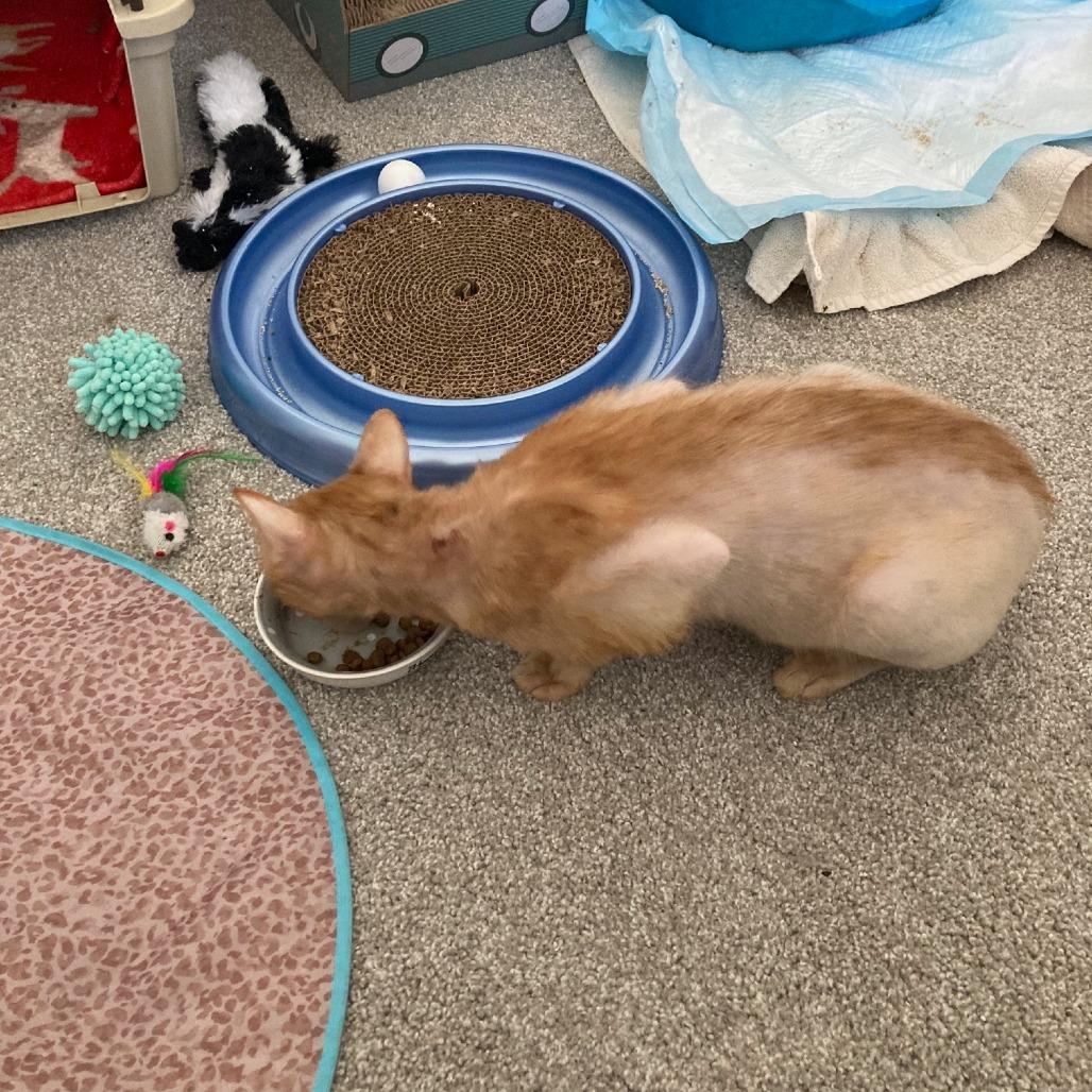 Enlarge Pringles, a Adoptable Domestic Short Hair in Mebane, NC image 4/5