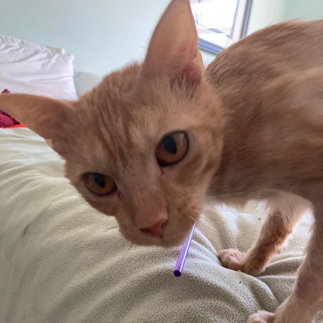 Enlarge Pringles, a Adoptable Domestic Short Hair in Mebane, NC image 5/5