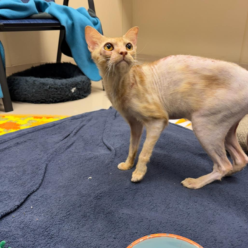 Pringles, a Adoptable Domestic Short Hair in Mebane, NC image 2/5