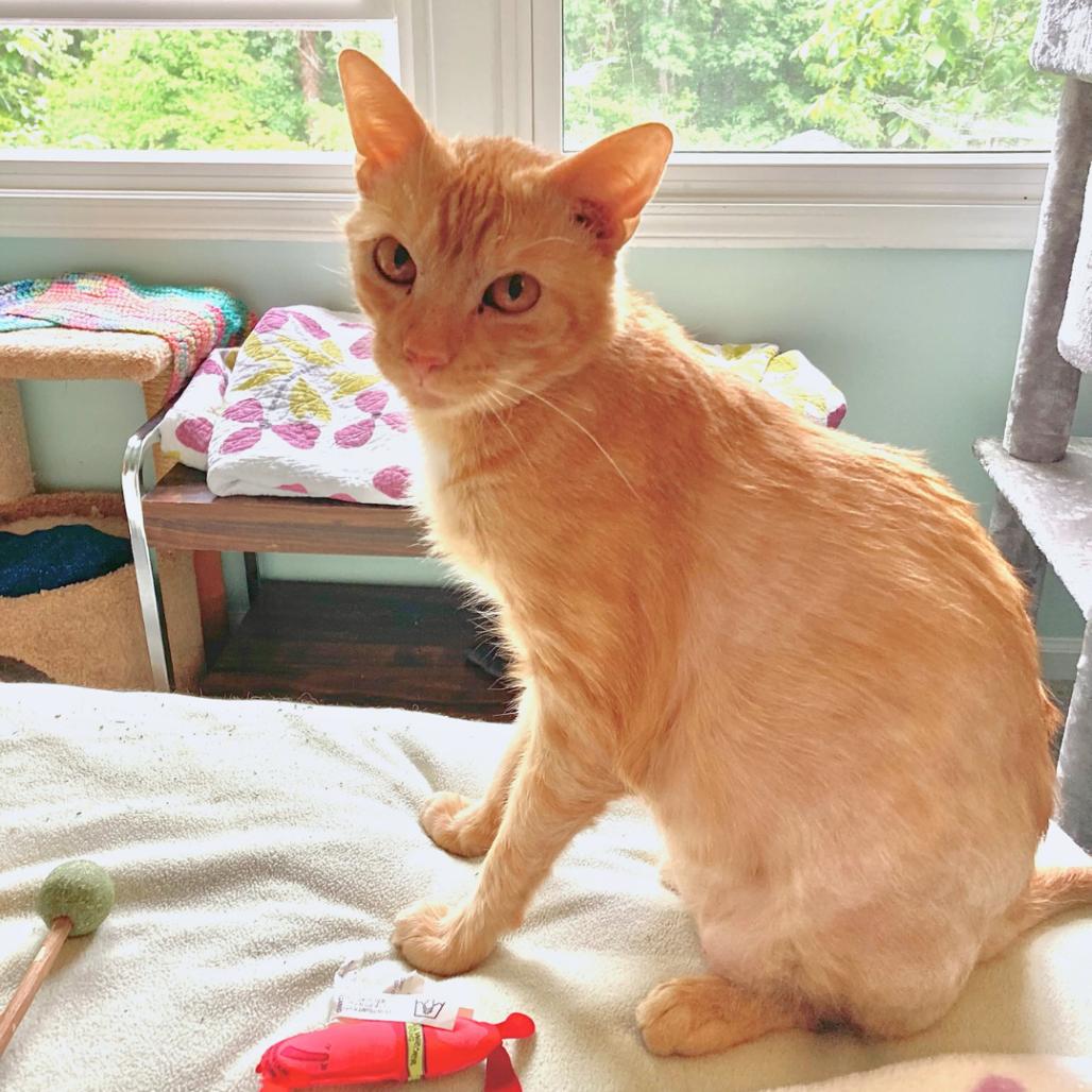 Enlarge Pringles, a Adoptable Domestic Short Hair in Mebane, NC image 4/5