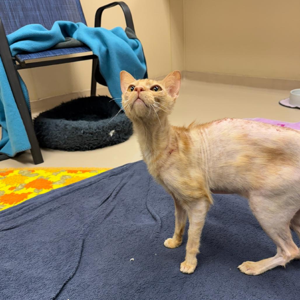 Pringles, a Adoptable Domestic Short Hair in Mebane, NC image 3/5