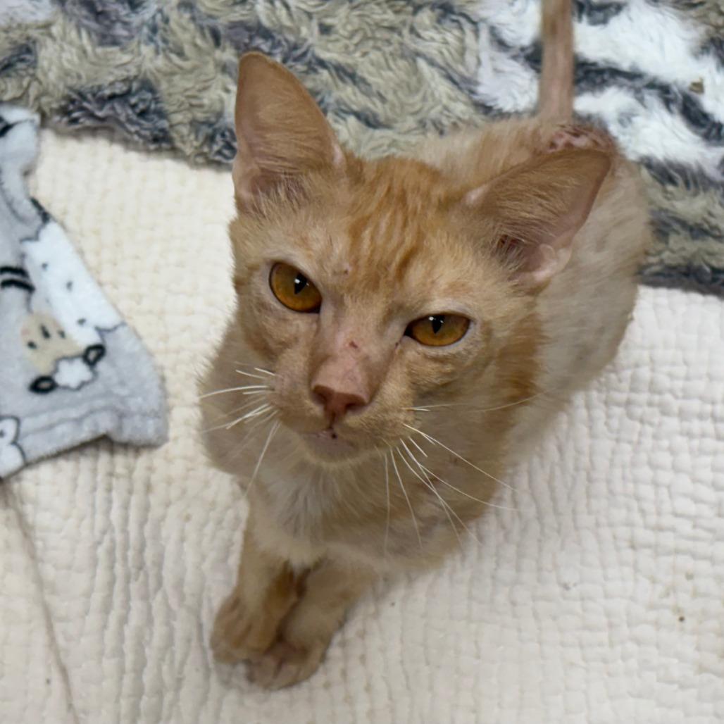 Enlarge Pringles, a Adoptable Domestic Short Hair in Mebane, NC image 2/5