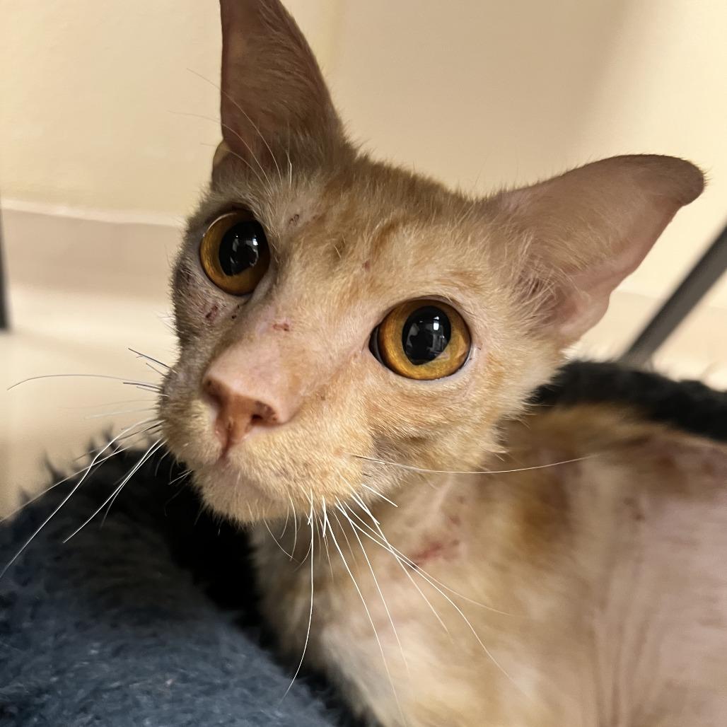 Pringles, a Adoptable Domestic Short Hair in Mebane, NC image 4/5