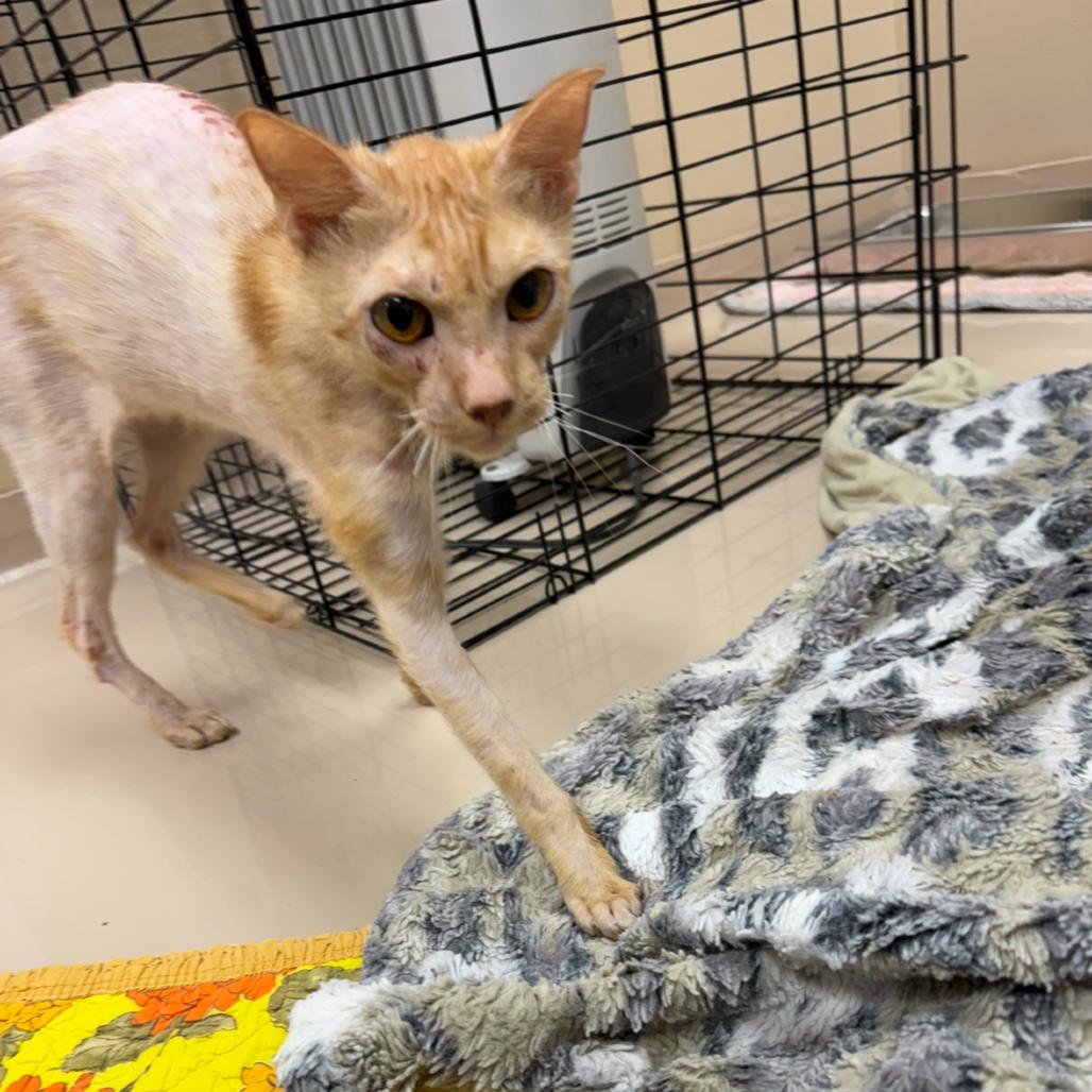 Pringles, a Adoptable Domestic Short Hair in Mebane, NC image 5/5