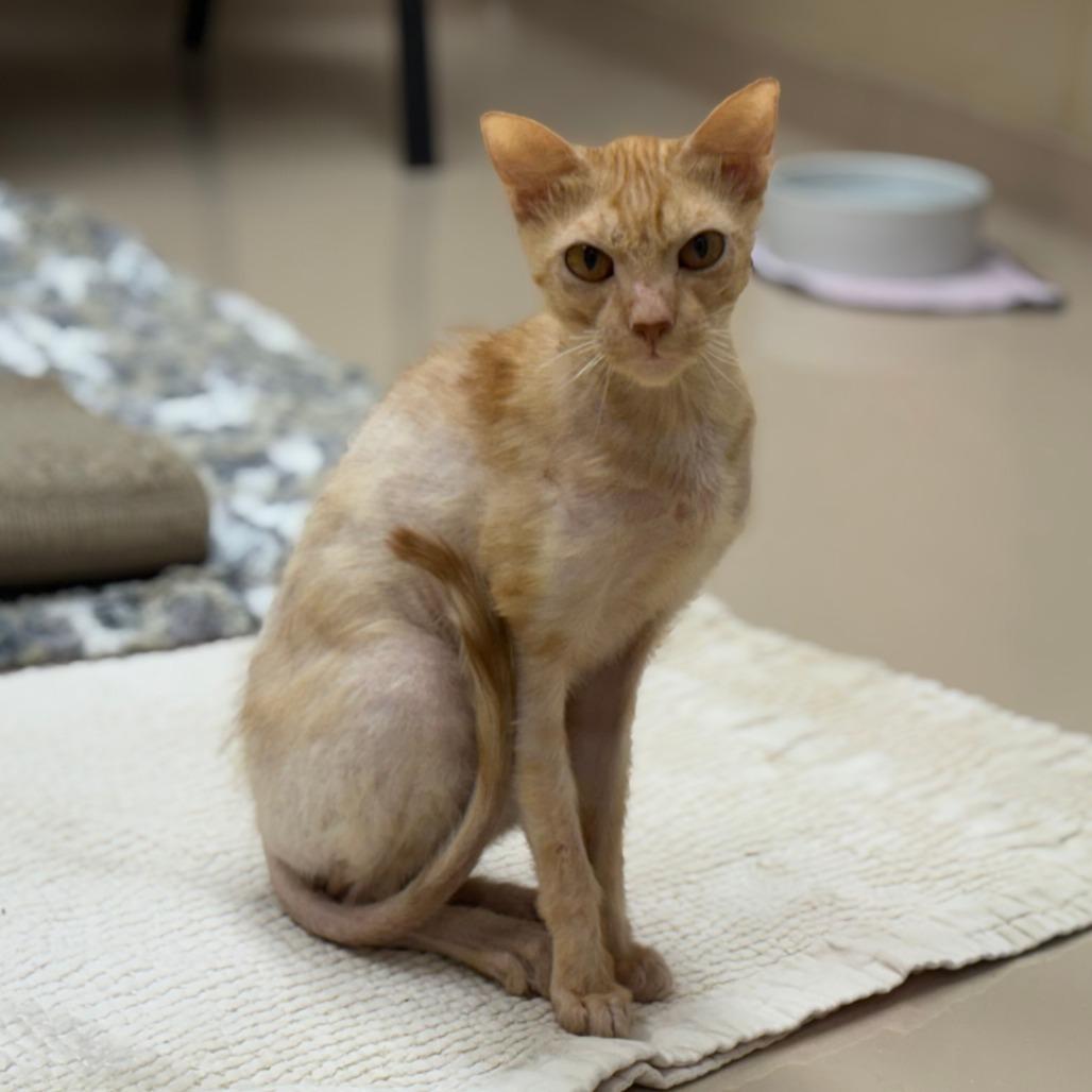 Enlarge Pringles, a Adoptable Domestic Short Hair in Mebane, NC image 4/5