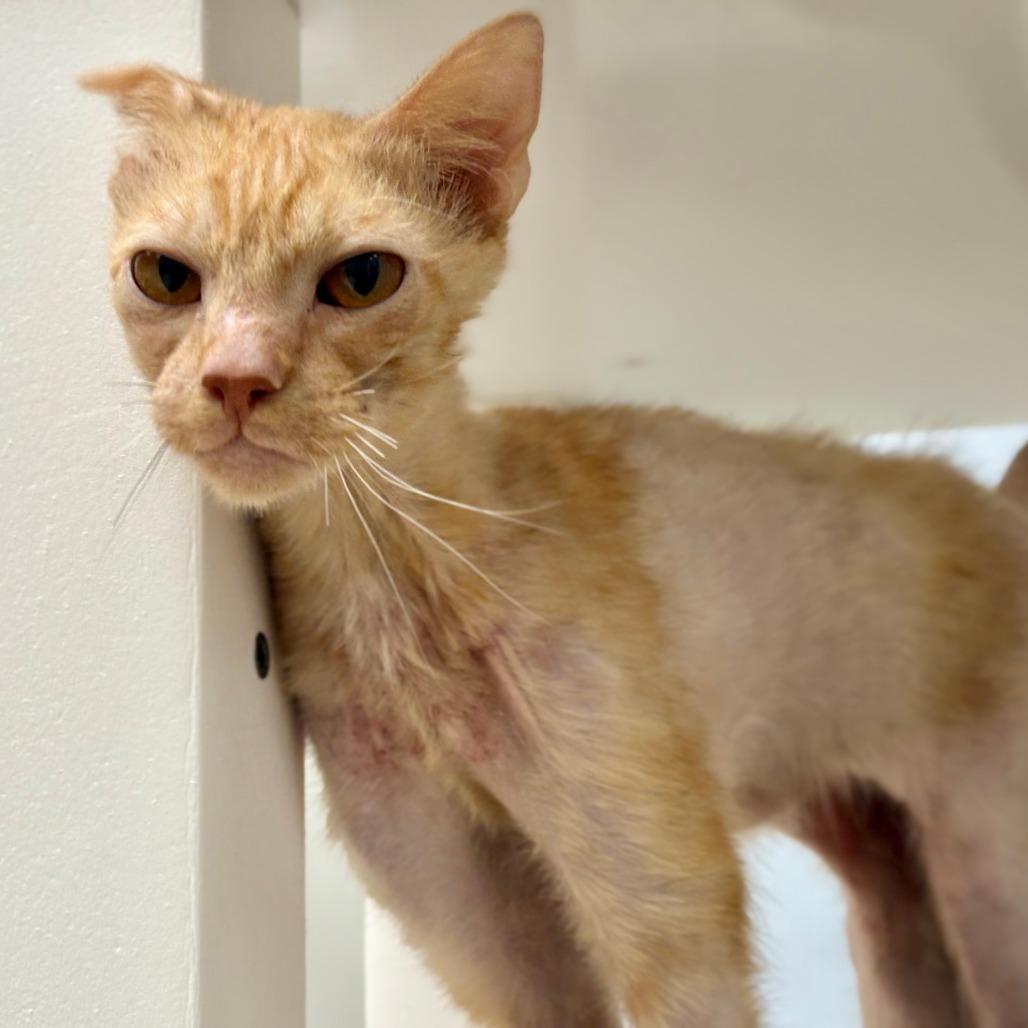 Enlarge Pringles, a Adoptable Domestic Short Hair in Mebane, NC image 5/5