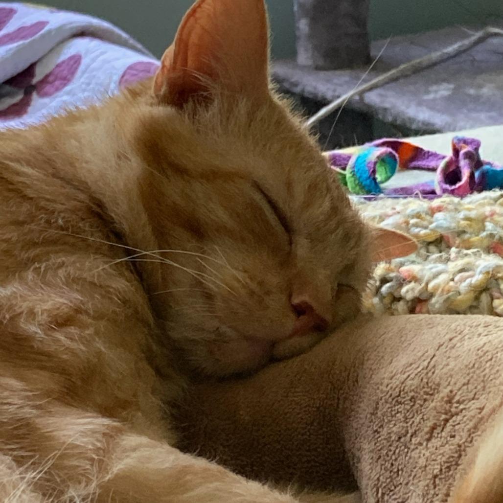 Enlarge Pringles, a Adoptable Domestic Short Hair in Mebane, NC image 5/5