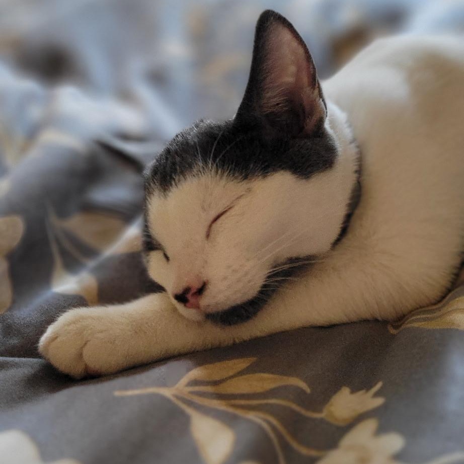 Enlarge Oskar B., a Adoptable Domestic Short Hair in Sacramento, CA image 1/1