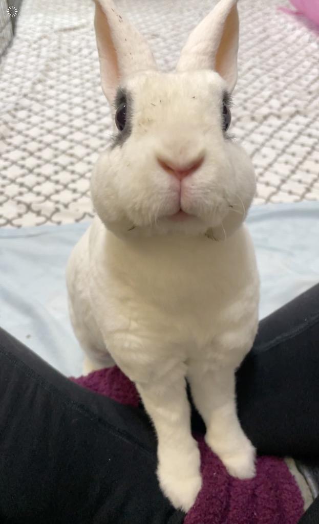 Enlarge Sweet Pea, a Adoptable Mini Rex in San Francisco, CA image 1/4