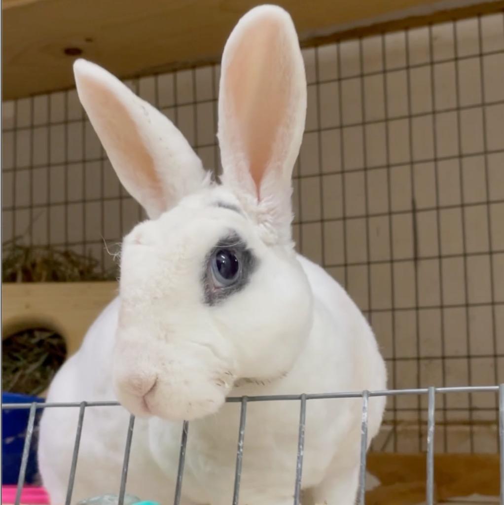 Enlarge Sweet Pea, a Adoptable Mini Rex in San Francisco, CA image 2/4