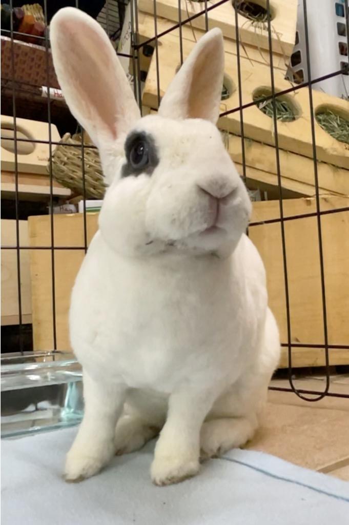 Enlarge Sweet Pea, a Adoptable Mini Rex in San Francisco, CA image 3/4