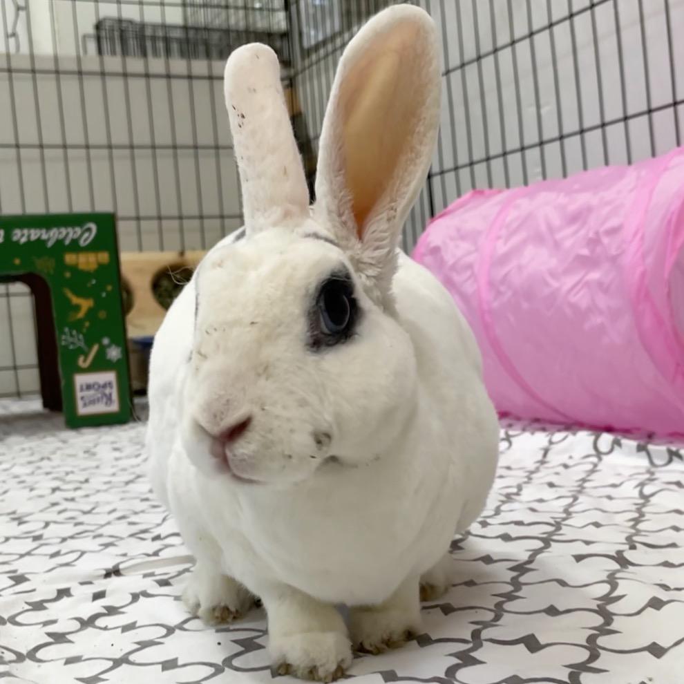 Enlarge Sweet Pea, a Adoptable Mini Rex in San Francisco, CA image 4/4