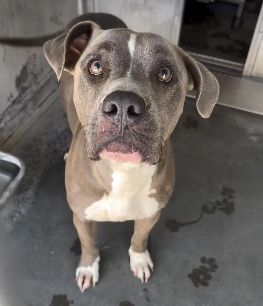 Bay bay, Adoptable, Adult Female Pit Bull Terrier.