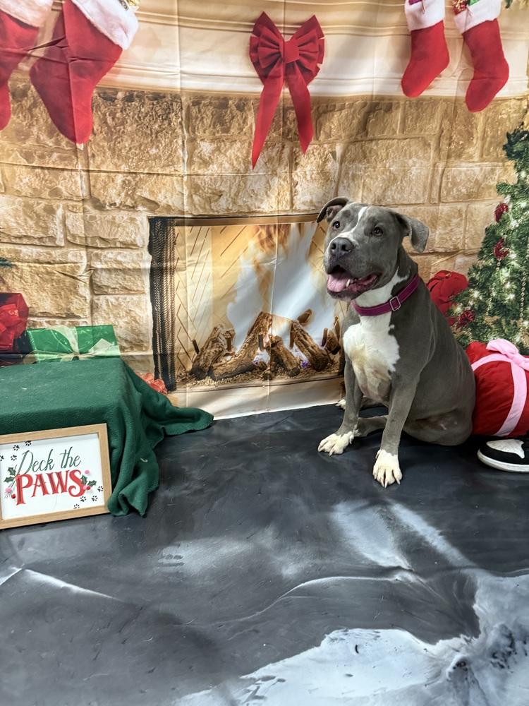 Enlarge Bay bay, a Adoptable mixed breed in ventura, CA image 2/2