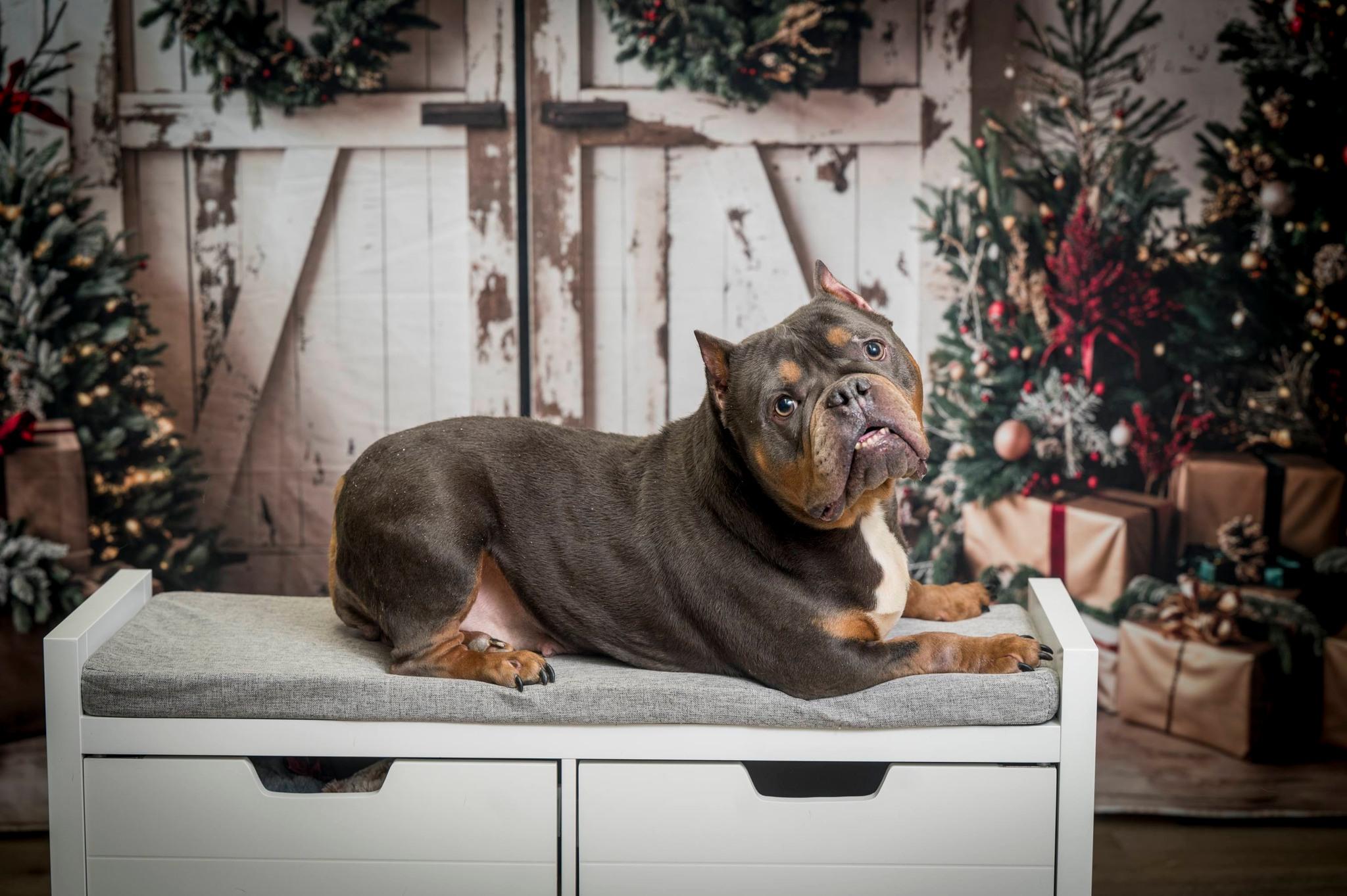 Moolah, Adoptable, Adult Female American Bully.