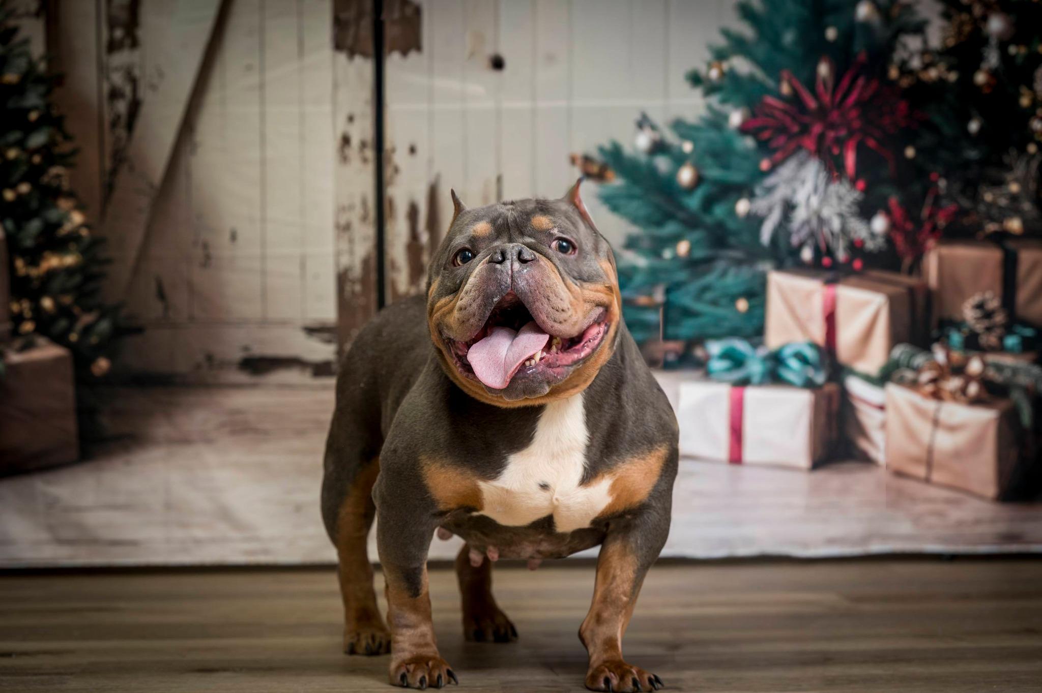 Enlarge Moolah, a Adoptable American Bully in Mount Pleasant, NC image 2/2