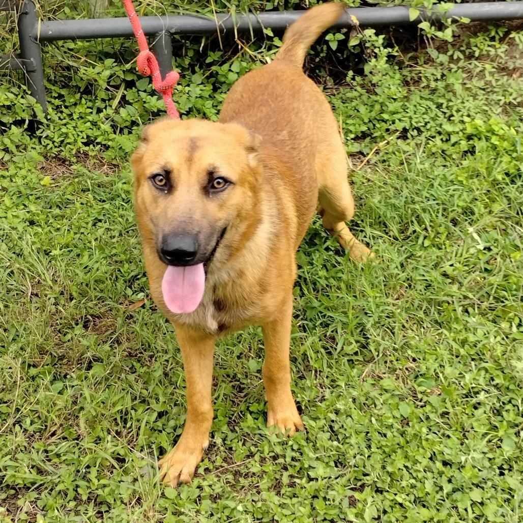 Rizzo D46719, Adoptable, Young Female Shepherd & Labrador Retriever.