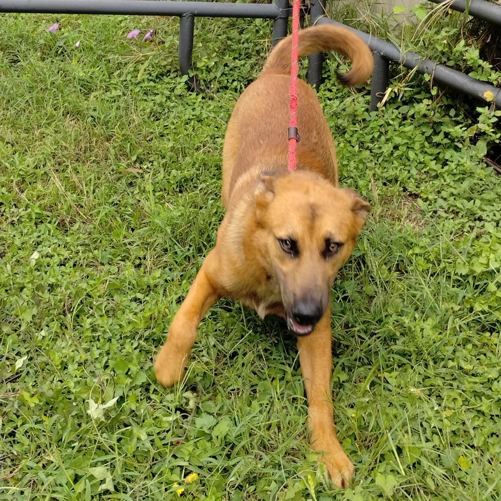 Enlarge Rizzo D46719, a Adoptable mixed breed in Corsicana, TX image 2/4