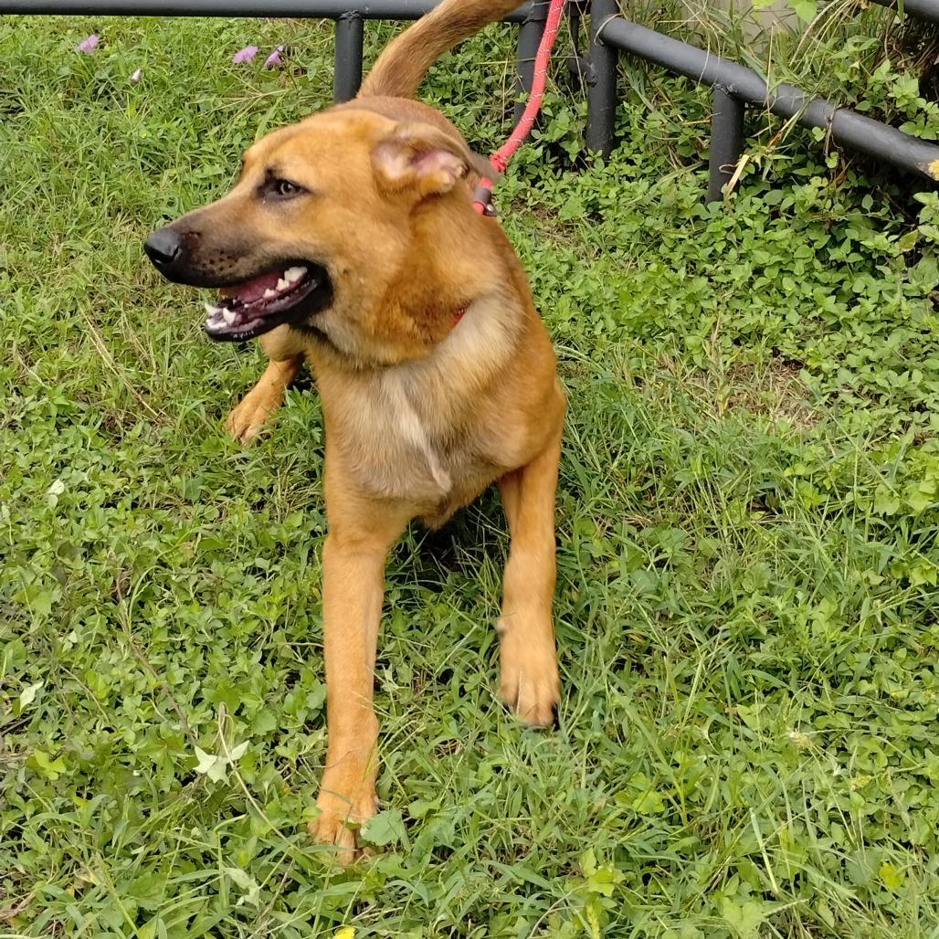 Enlarge Rizzo D46719, a Adoptable mixed breed in Corsicana, TX image 3/4