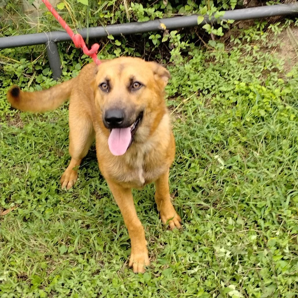 Enlarge Rizzo D46719, a Adoptable mixed breed in Corsicana, TX image 4/4