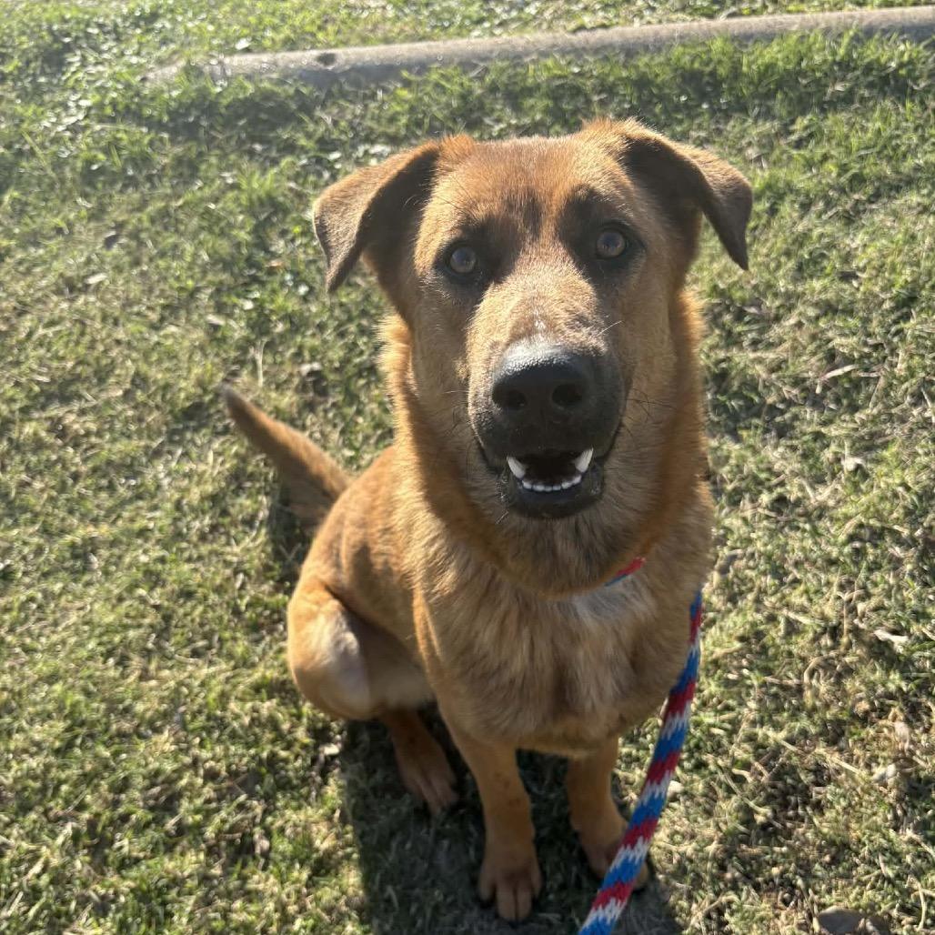 Enlarge Rizzo D46719, a Adoptable mixed breed in Corsicana, TX image 5/6