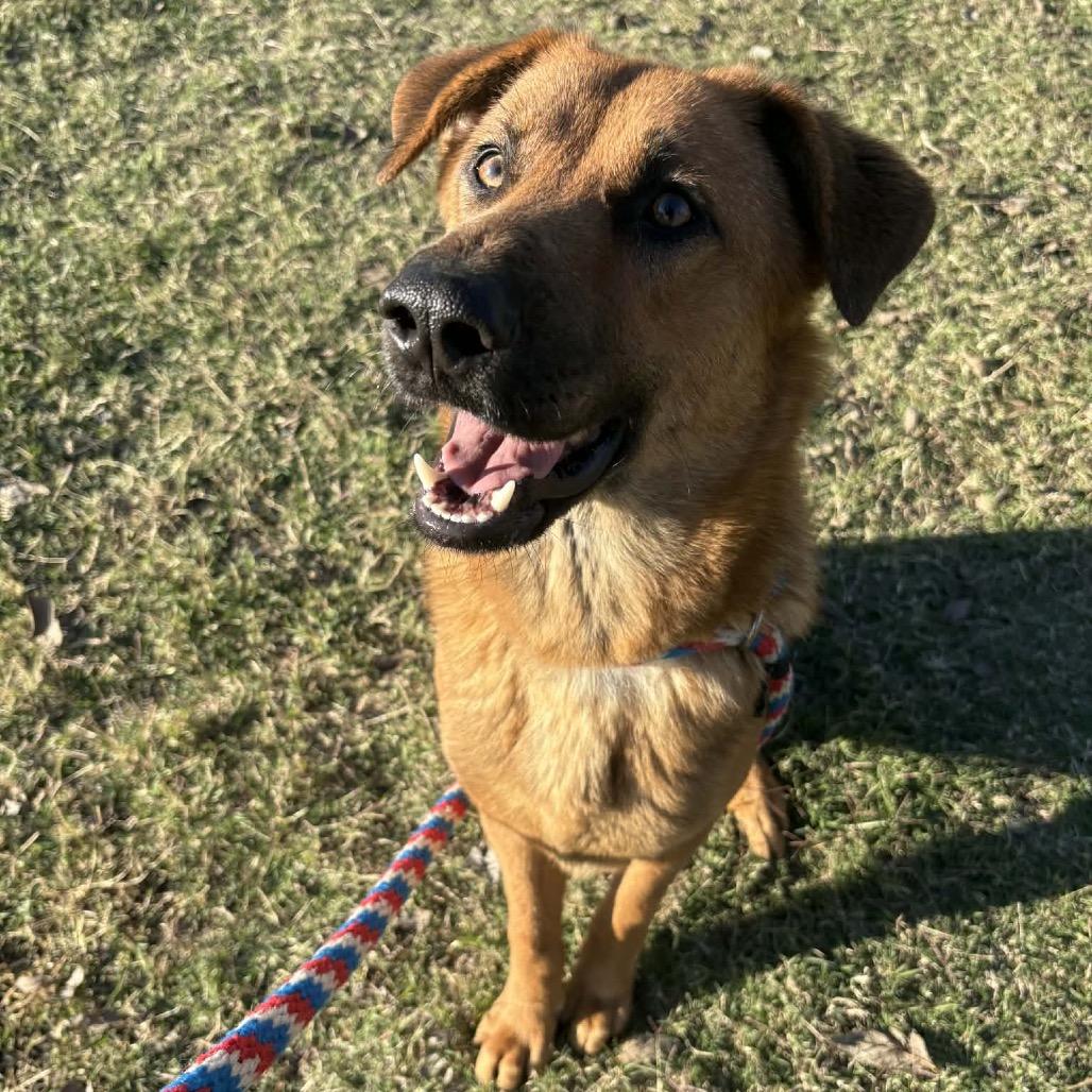 Enlarge Rizzo D46719, a Adoptable mixed breed in Corsicana, TX image 6/6