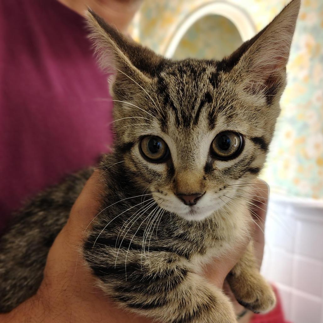 Samantha, Adoptable, Young Female Domestic Short Hair.