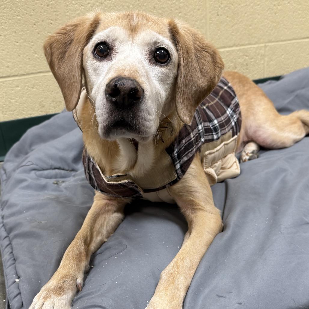 Enlarge Stacie, a Adoptable Yellow Labrador Retriever in Napoleon, OH image 1/2