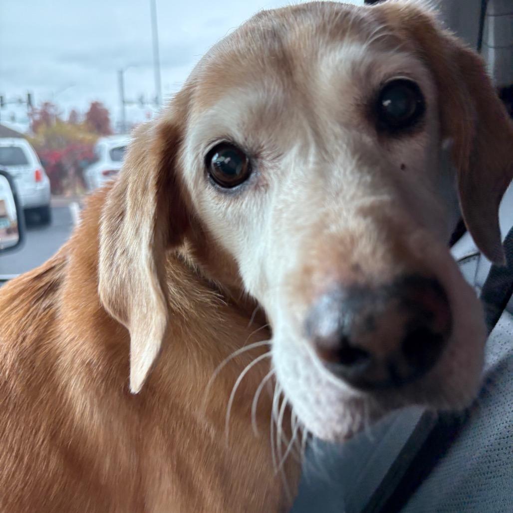 Enlarge Stacie, a Adoptable Yellow Labrador Retriever in Napoleon, OH image 2/2