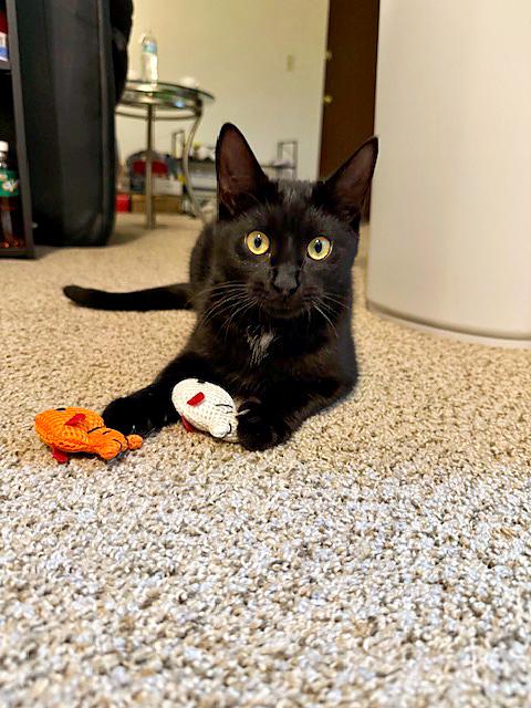 Enlarge Marin, an adopted Domestic Short Hair in Pittsburgh, PA image 1/4