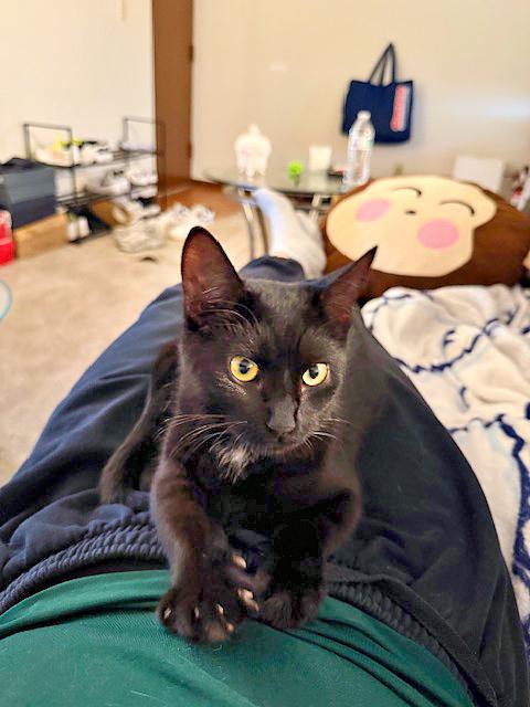 Enlarge Marin, an adopted Domestic Short Hair in Pittsburgh, PA image 3/4