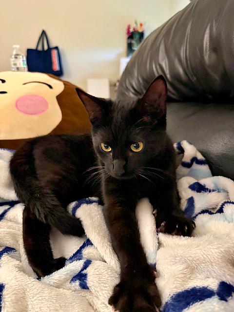 Enlarge Marin, an adopted Domestic Short Hair in Pittsburgh, PA image 4/4