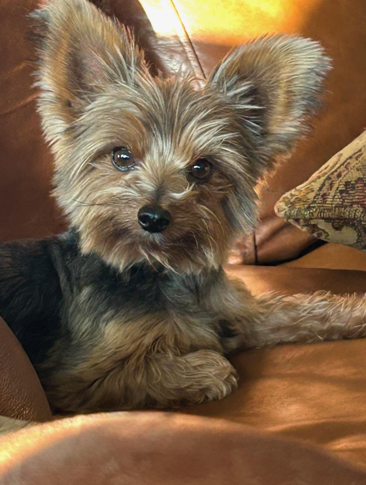 Enlarge Ryder, a Adopted Yorkshire Terrier in Douglas, GA image 1/2